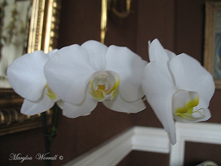 Encore des orchidées