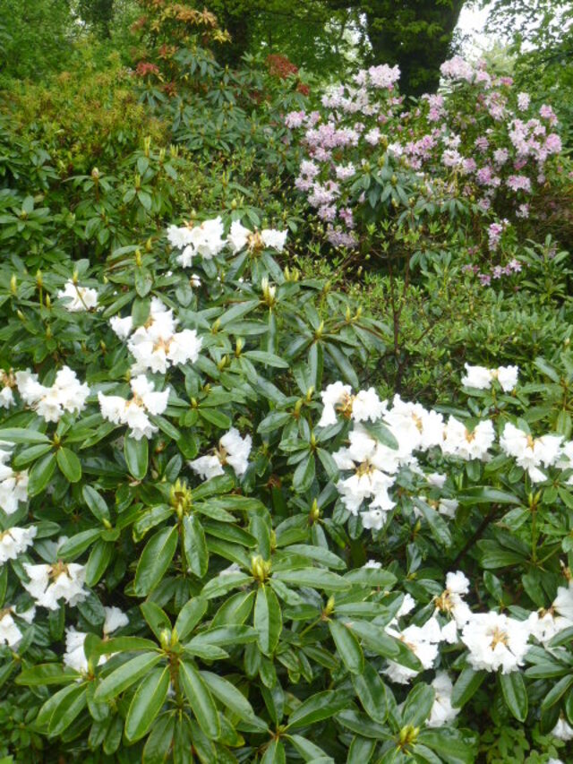 JARDINS DU CHATEAU DE CHAUMONT , SUITE DE LA VISITE