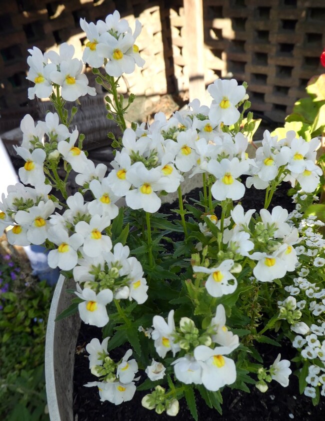 MES  PETITES  FLEURS