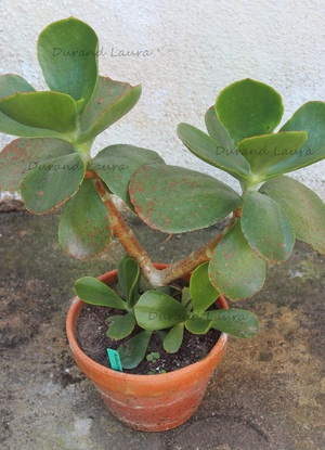 Cotyledon Orbiculata Macrantha - 2015