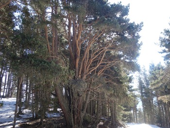 Un beau pin sylvestre près du Collet