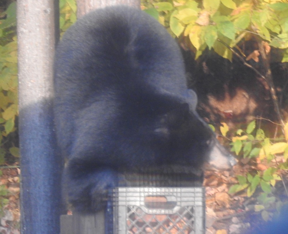 Observation des ours à la Pourvoirie du Lac Blanc au Canada...