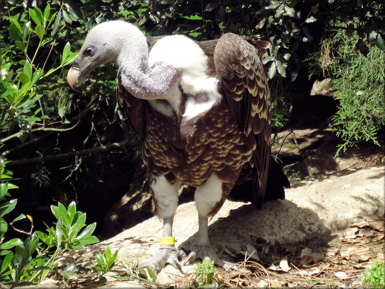 Photo Vautour de Rüppel (Zoo de la Palmyre)