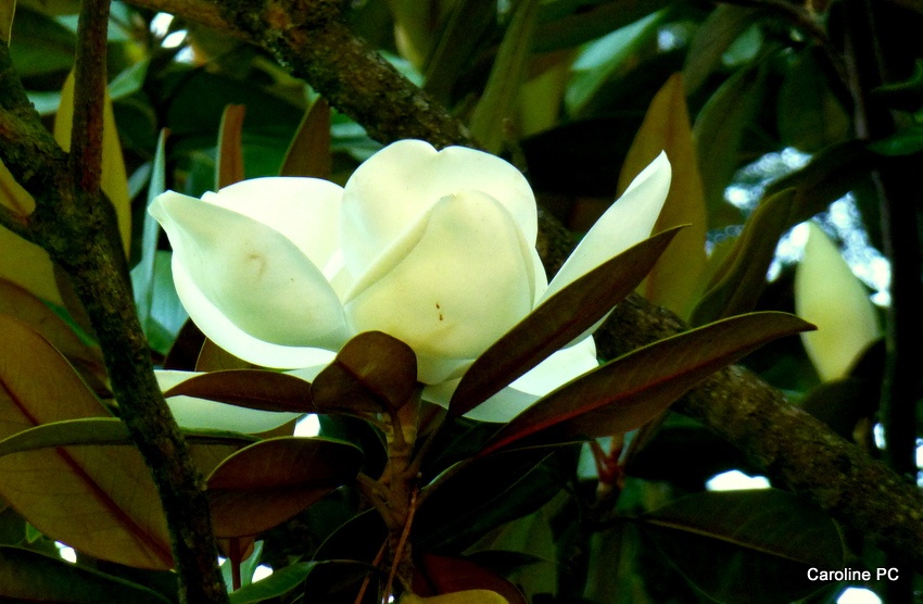  Fleurs de magnolia et libellules au lac