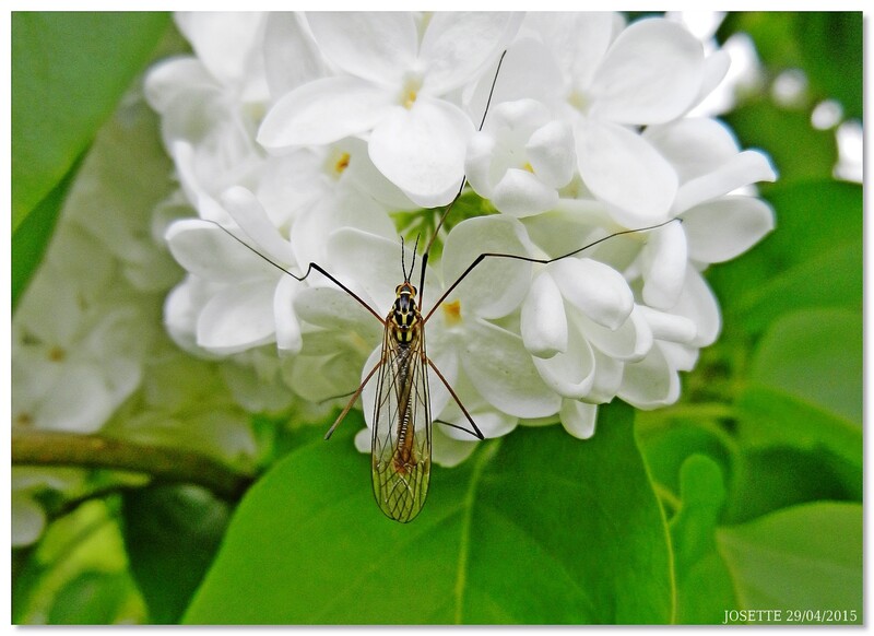 FETE  DU  MUGUETS ET DES FLEURS 