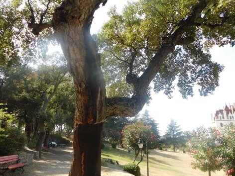 Peut être une image de nature et arbre