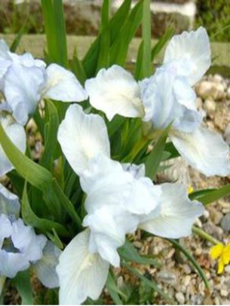 Iris nain 'Bright White' - Iris pumila - Le Jardin du Pic Vert