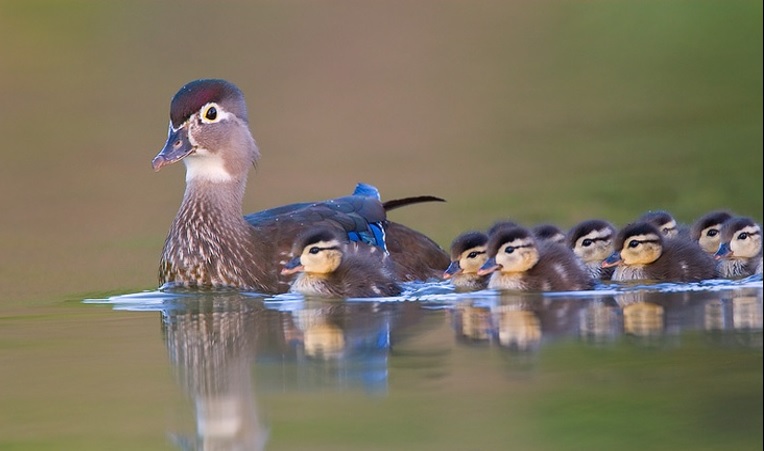 Images du monde : Regard sur les oiseaux