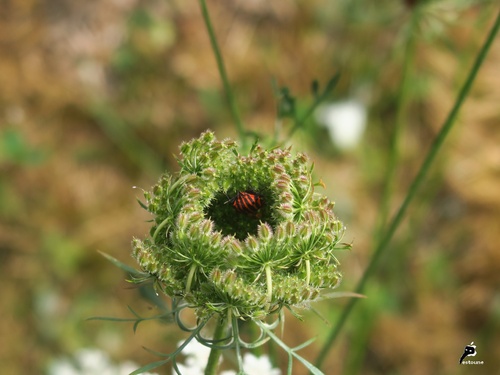 au coeur d'une fleur de carotte 