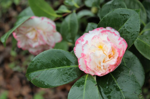 camellia japonica 'Margaret Davis'