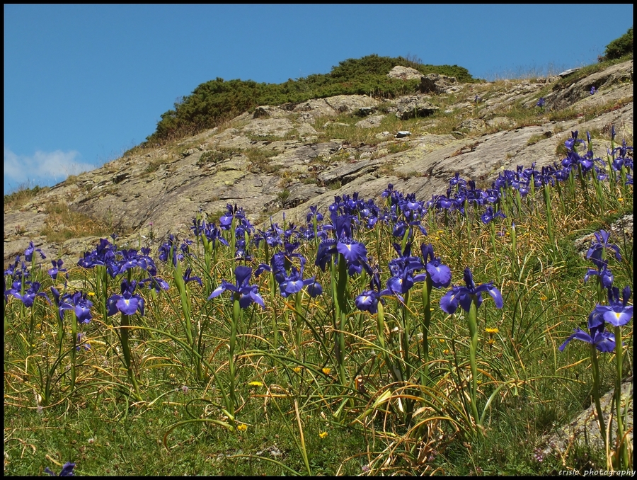 L'iris des Pyrénées