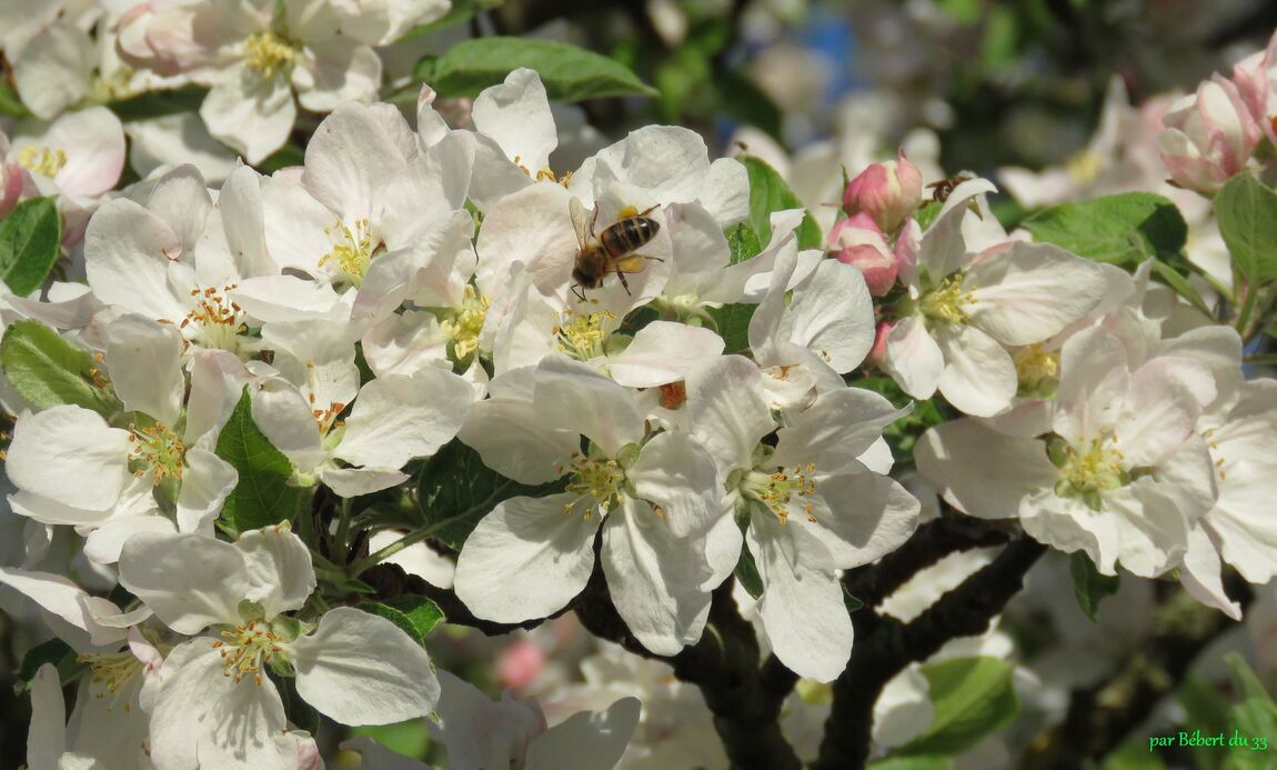 abeille sur fleurs du pommier