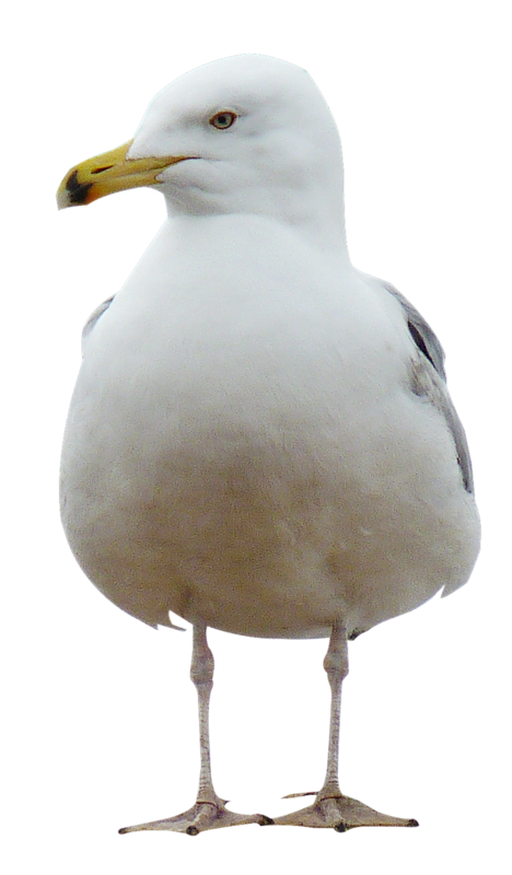 tubes oiseaux