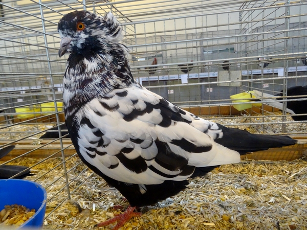 De beaux animaux à la Foire de Montbard 2017....