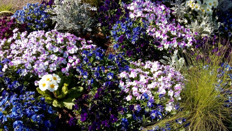 un lundi en couleur (Bleue-Blanc)