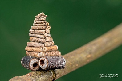 Les fourreaux des Psychidae