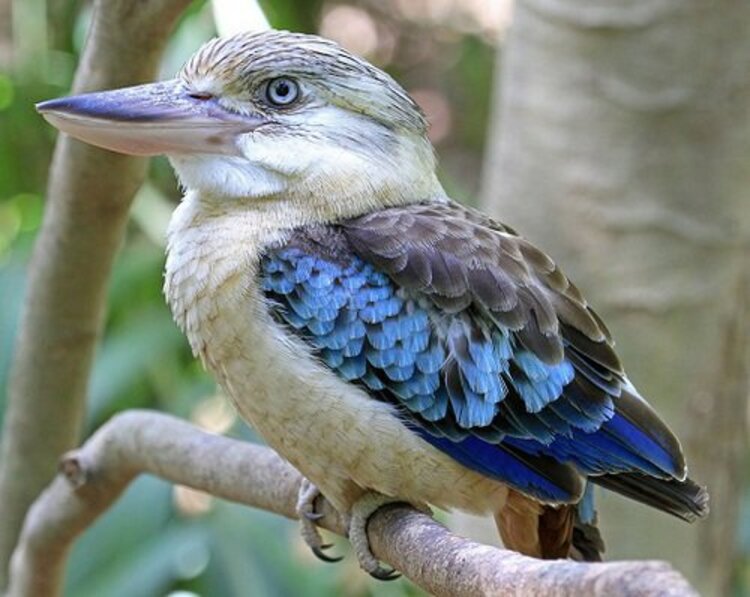 Kookaburra, l'oiseau rieur