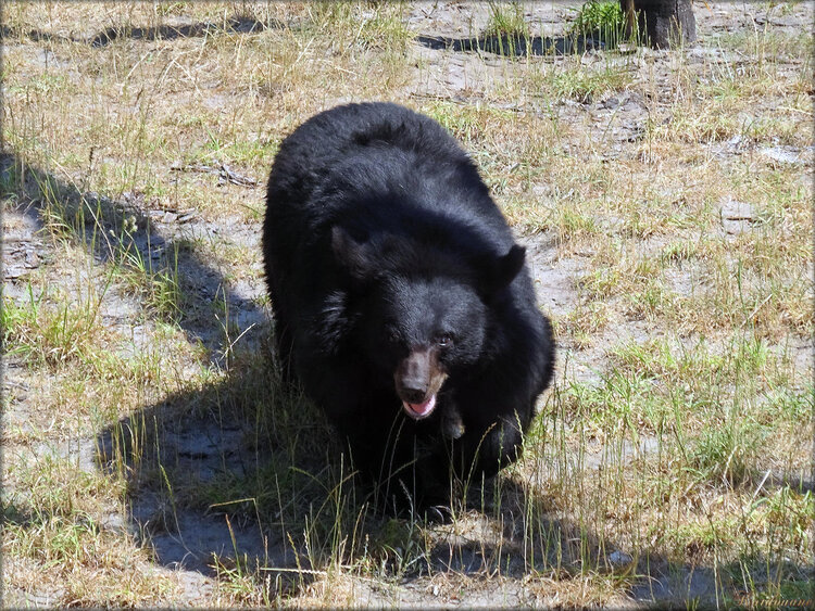 Photo d'ours (Zoo du bassin d'Arcachon)