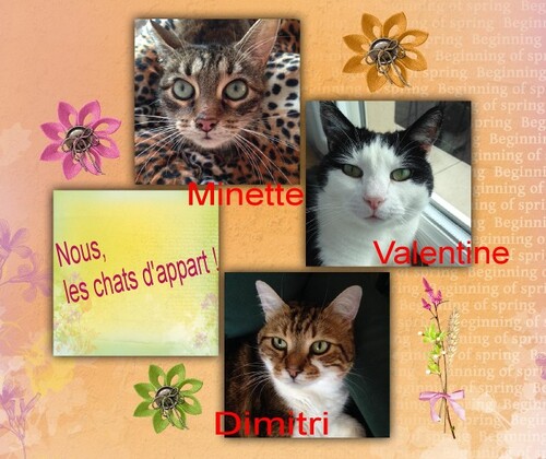Dimitri, Valentine et Minette, nos copains 