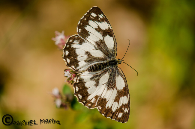 Mélanargia galathea