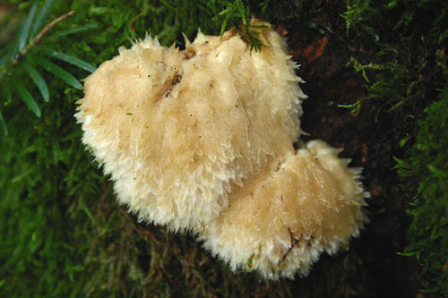 Postia ptychogaster