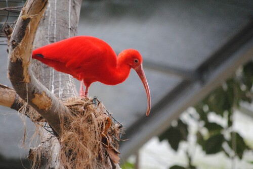 L'ibis rouge.