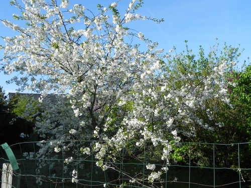 promenade dans mon jardin au printemps