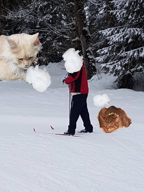 Les chats aux sports d'hiver, boules de neige