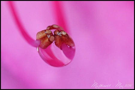 La vie en rose