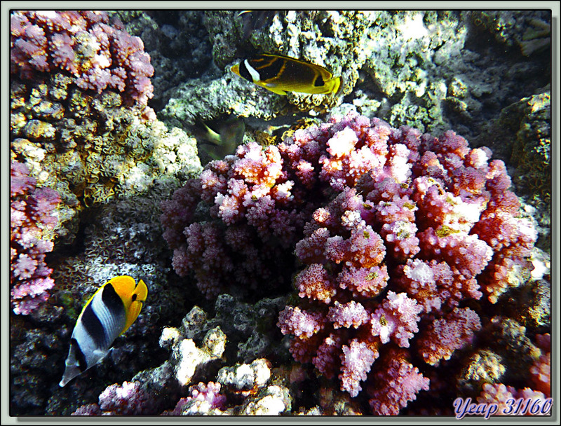 Snorkeling à Tetamanu : Corail rose, Papillon, Raton laveur  - Atoll de Fakarava - Polynésie française