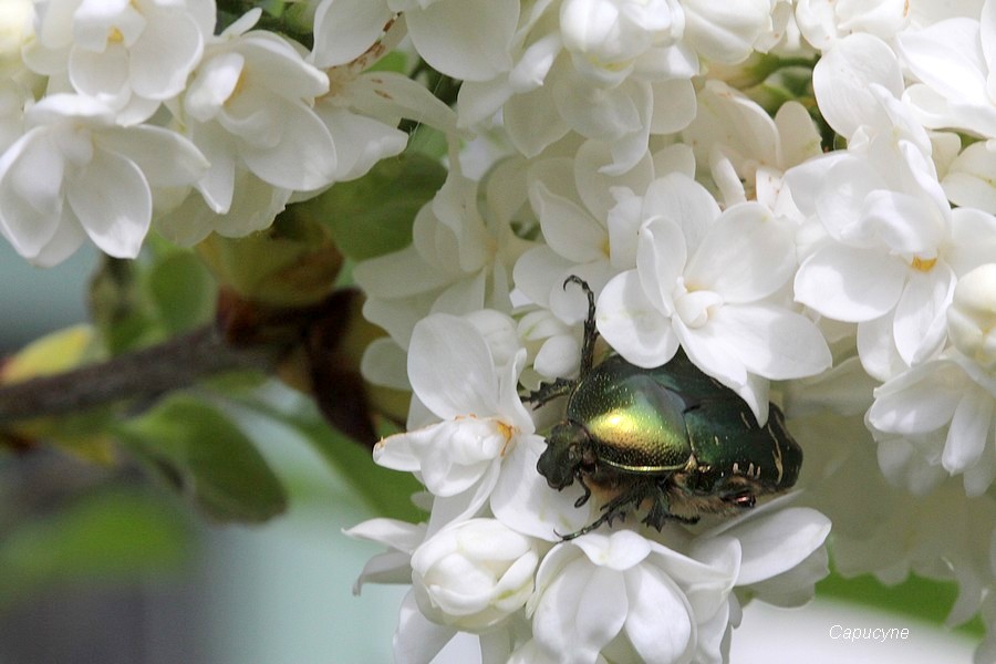 Au jardin de mai, le tour des touffes ...