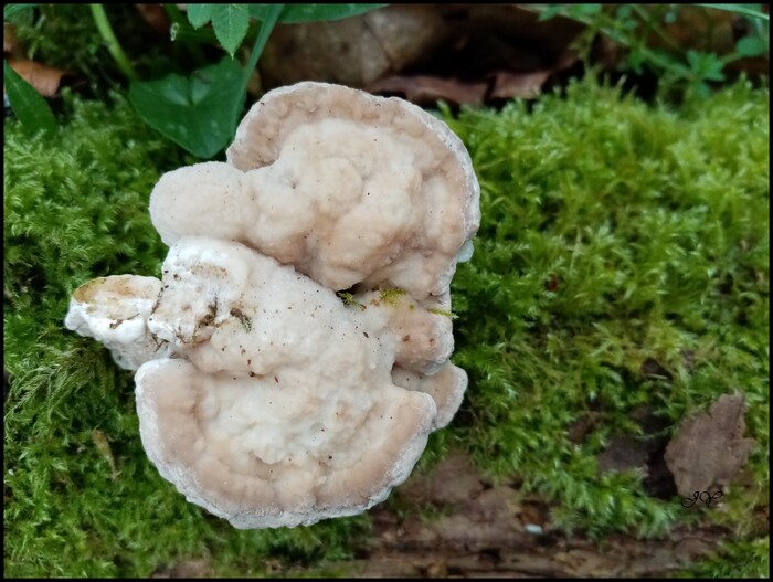 Trametes Gibbosa.