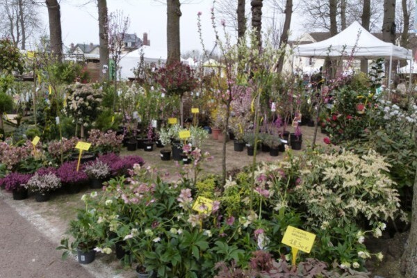 senlis - salon du jardin 2013 - des arbustes fleuris, en ve