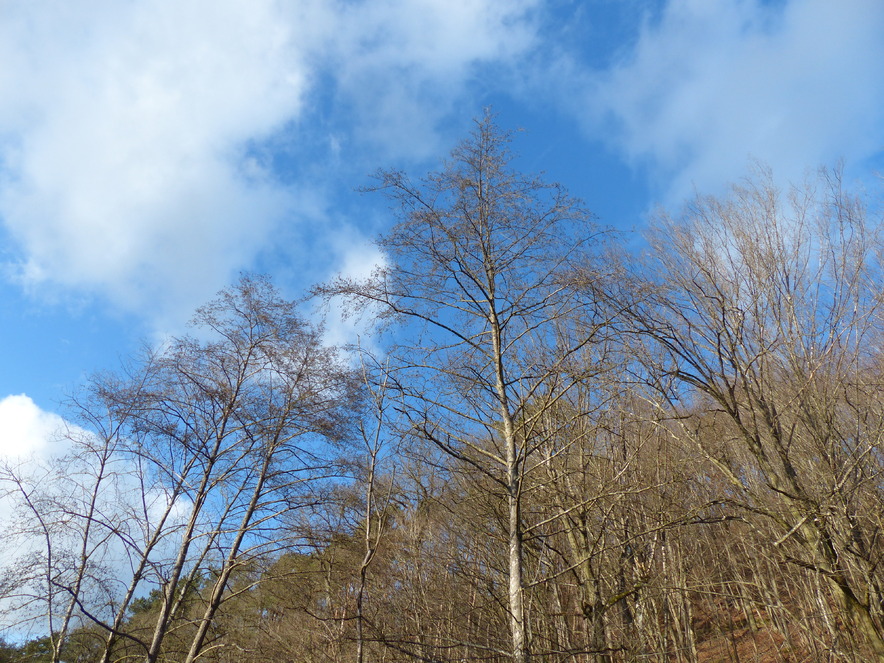 Ah! un coin de ciel bleu!