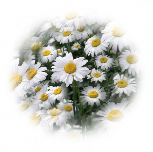 Tube Marguerite