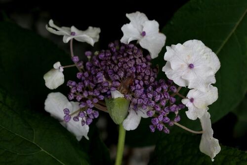 Les hydrangeas de Mr X