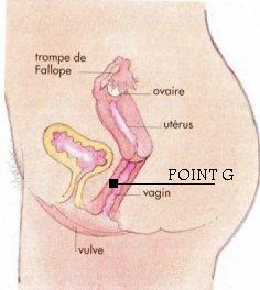 ou trouver le point g ou trouver le point g