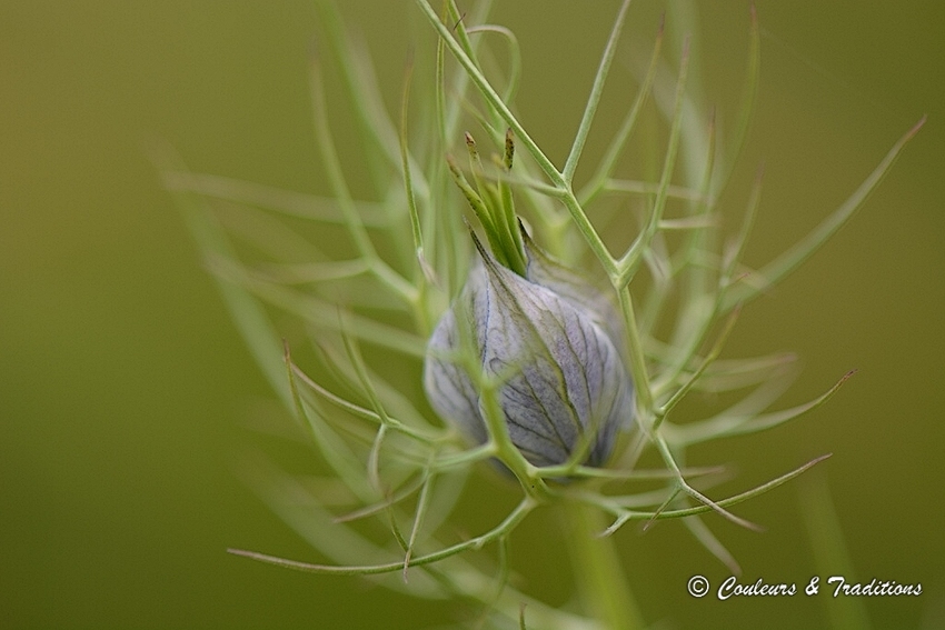 Nigelle de Damas