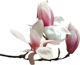 Fleur magnolia