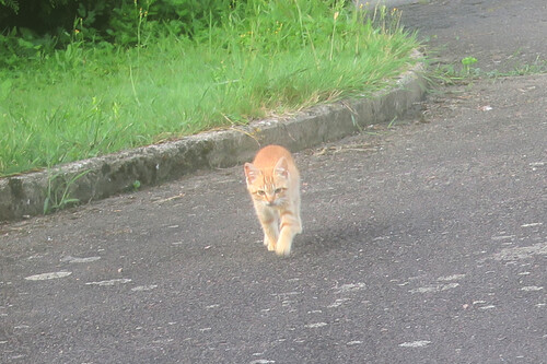 Petit Rouky, victime de la route. 