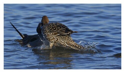 Canard Pilet