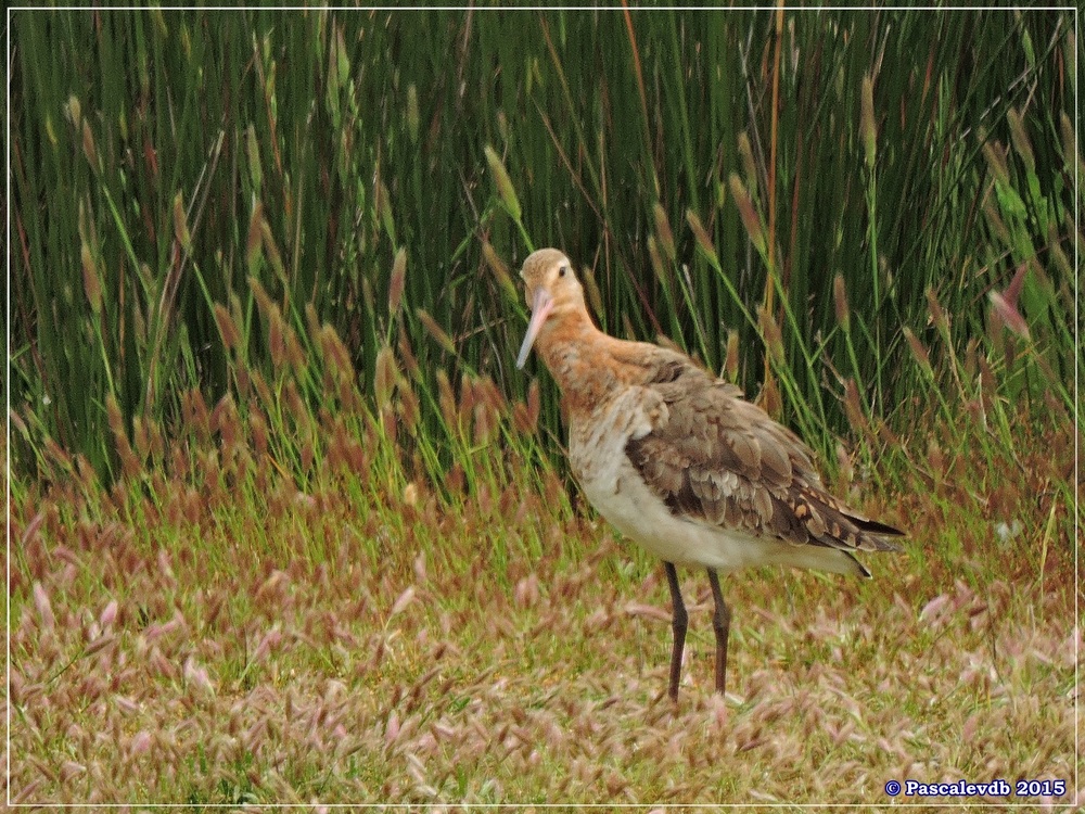 Réserve ornitho du Teich - Mai 2015 - 2/10