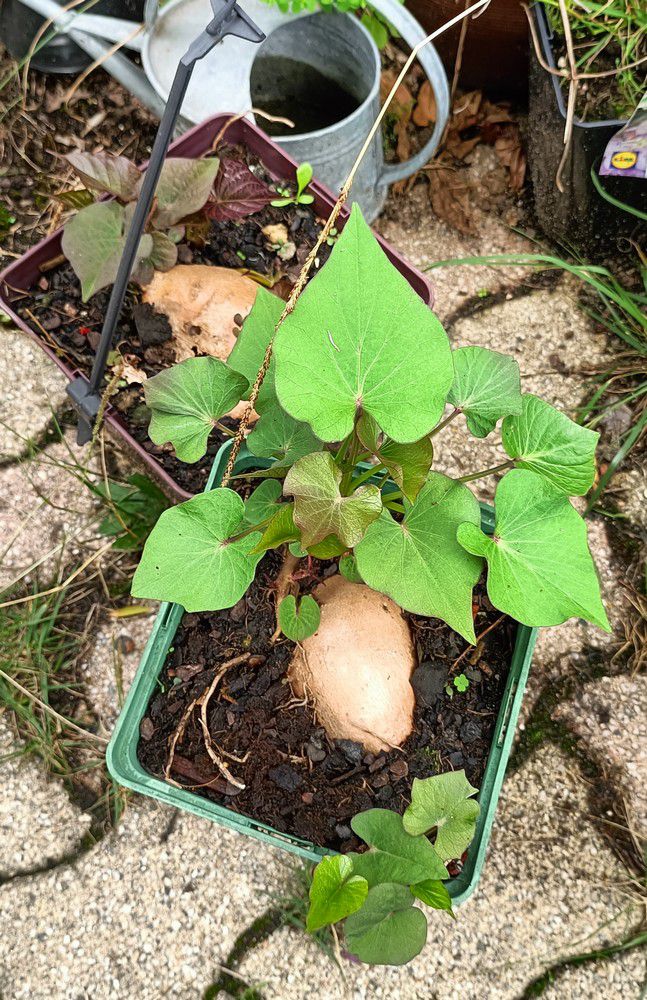 Plantation de patates douces - été 2023...