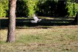 Pigeon ramier "Palombe"