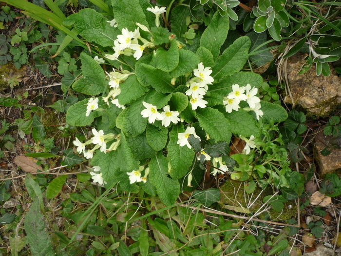 Le printemps se prépare!!!