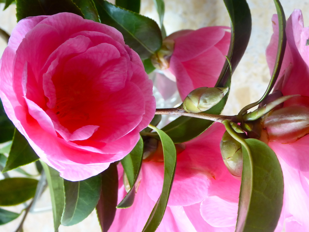 Fleurs en bouquet pour dimanche!