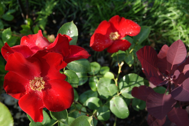 rosier à grandes fleurs simples rouges 'Altissimo' de Delbard 1966
