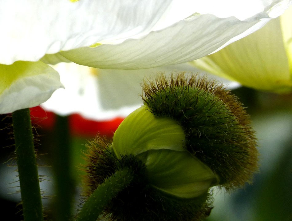 Fleurs devenues immortelles.  