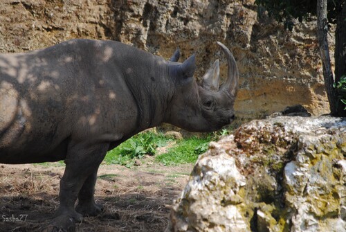 Le rhinocéros noir. 