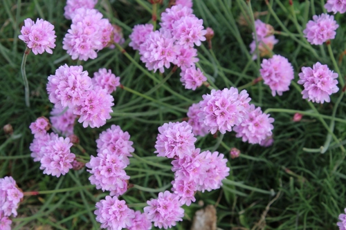 Fleurs sauvages